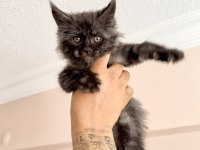 Safkan Black Smoke Blue Smoke Red Solid Maine Coon Bebekler