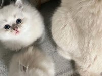 2 aylık british longhair yavrularımızı sahiplendiriyoruz