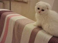 Longhair Erkek Dişi Yavru Kediler