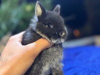 Safkan Evcil Hollanda Mini Ve Cüce Tavşan Yavrular