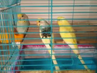 Hobi Olarak Baktığım Kuşlar Yavru Yaptılar