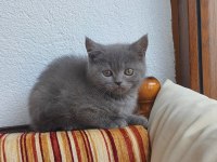 Uygun 2 Aylık Yavru Kedimiz