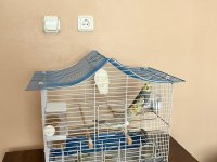 Yumurtlamaya Hazır Çift Sultan Papağanı