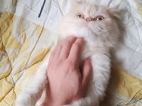 Kedimiz yeni yuvasını arıyor