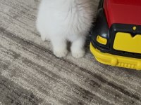 British Shorthair Yavru Kediler