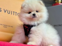 Safkan Pomeranian Boo Yavrular