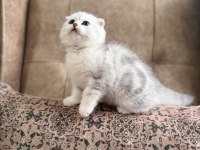 Full Şecereli Anne Baba Özel Scottish Fold Yavrumuz