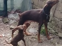 2 Yaşlarında Dişi Kızıl Doberman