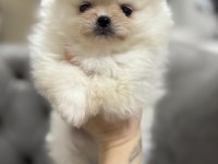 Orjinal Teacup Erkek Pomeranian