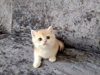 Miyavvvvv Ny11 Kedimiz