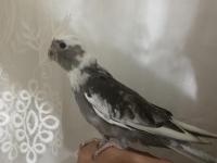 Yavrular 4 Adet Sultan Mevcut Kaçırılmayacak Fırsat