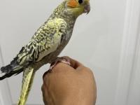 Sultan Papağanı Sahiplendirilir