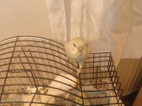 Muhabbet Kuşu Yavrularımız