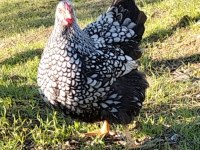 Silver Wyandotte Civcivler