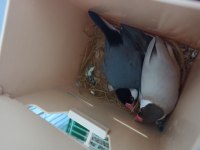 Java Takım Bülbüller