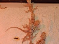 Yerli üretim yavrular