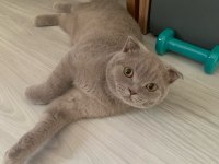 Scottish fold kedisi 5 aylık erkek