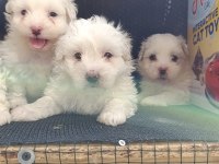 A Kalite Maltese Bebekler