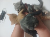 Sahiplendirilecek Kedimiz