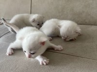 1 Aylık British Yavrular