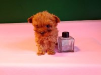 Lekesiz Teacup Poodle Yavrularımız