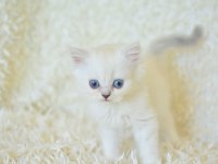 Boncuk Gözlü Silver British Longhair