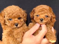 Toy Poodle Cinsi Yavru Köpeklerim