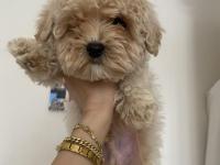 Teacup Maltipoo