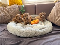 Teacup Kore Maltipoo Hipoalerjenik Yavrularımız