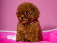 Ev Üretimi Oyuncak Poodle Yavrularımız