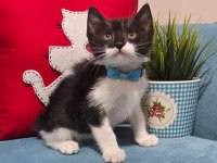 Ücretsiz kedimizi sahiplendirmek