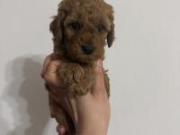 Ev Ortamından Poodle Yavrularımız