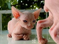 Sfenks pink and blue yavrular