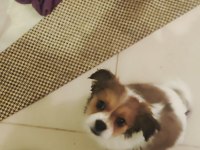 Mersin Cavalier King Charles Erkek Yavrular