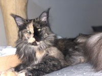 Maine Coon 3 Yaşında Güzellik