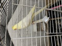 Ele Alışkın Lutino Sultan Papağanı