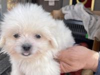 Minik Bir Mutluluk Topu Maltese Terrier