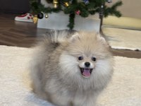 Üst Düzey Erkek Pomeranian Boo