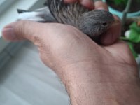 Güzel Kanarya Erkek Kızgın