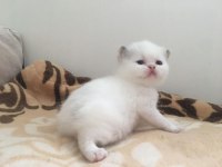 Exotic Shorthair Bebeklerimiz
