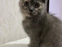 A Kalite Scottish Ve British Yavrular