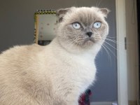 Dişi kedimiz yeni yuvasını arıyor