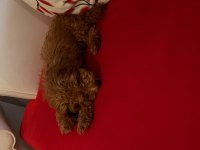 7 Aylık Poodle Acil