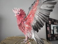 Evcil Gül Kakadu (Isırmaz Uysal) 81 İle Gönderim Var