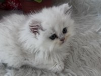 British Longhair Dişi Silver Yeşilgöz