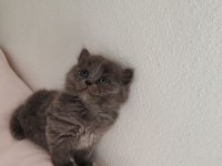 Alıştırmalık British Shorthair