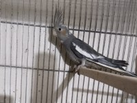 Grey Ve Lutino Erkek Sultan Papağanlar