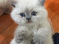 British Shorthair Yavruları