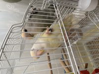 4 Aylı El Besleme Full Evcil Sevda Papağanlarım