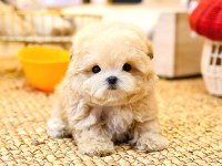 Toy Poodle Yavrularım
